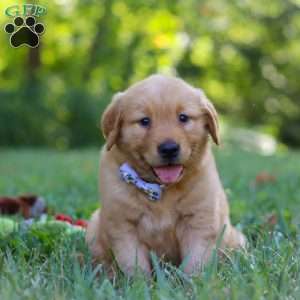 Summer, Golden Retriever Puppy