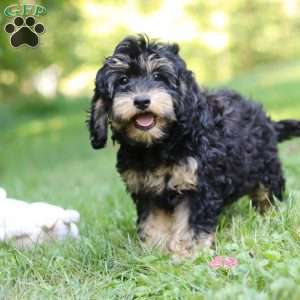 Summer, Cockapoo Puppy