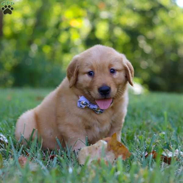Summer, Golden Retriever Puppy