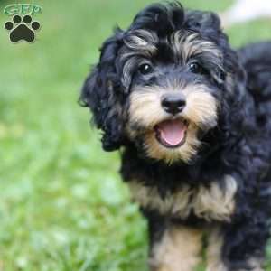 Summer, Cockapoo Puppy