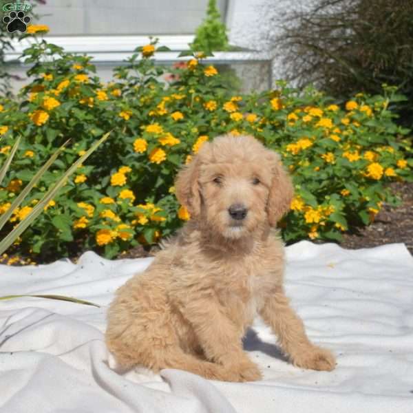 Summer, Labradoodle Puppy