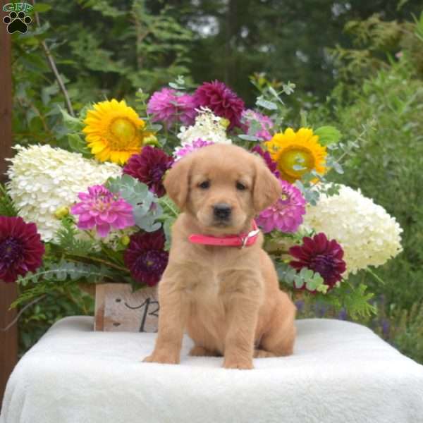 Summer, Golden Retriever Puppy