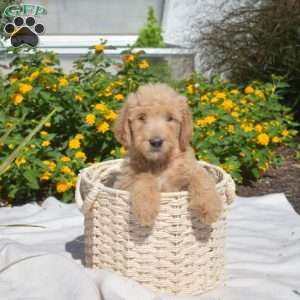 Summer, Labradoodle Puppy