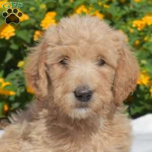 Summer, Labradoodle Puppy