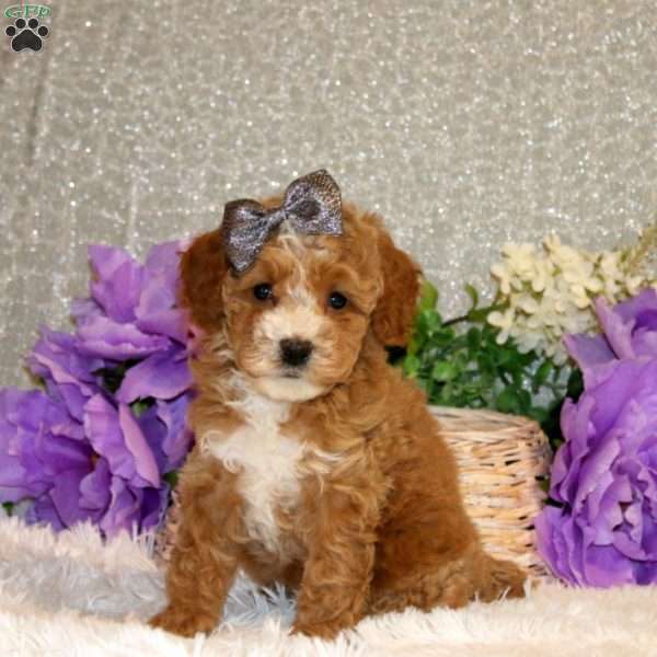 Summer, Miniature Poodle Puppy