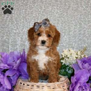 Summer, Miniature Poodle Puppy