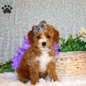 Summer, Miniature Poodle Puppy
