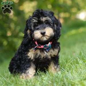 Summer, Cockapoo Puppy