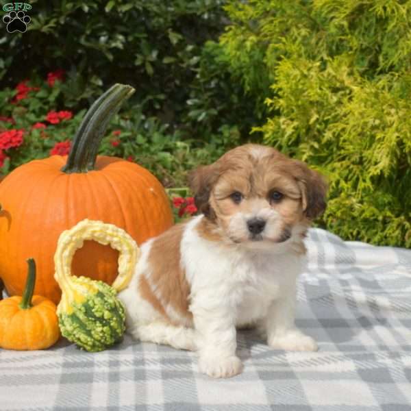 Summit, Teddy Bear Puppy