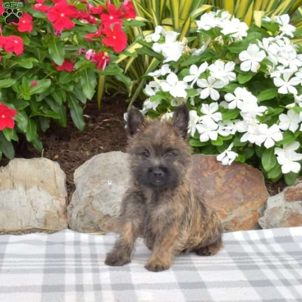 Summit, Cairn Terrier Puppy
