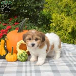 Summit, Teddy Bear Puppy