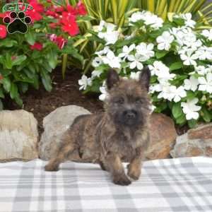Summit, Cairn Terrier Puppy