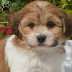 Summit, Teddy Bear Puppy