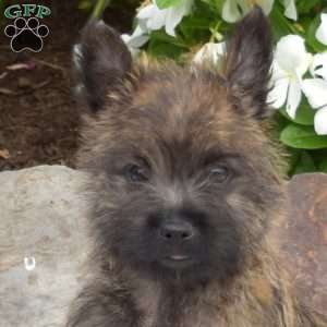 Summit, Cairn Terrier Puppy