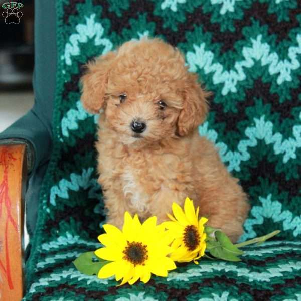 Sunflower, Toy Poodle Puppy