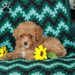 Sunflower, Toy Poodle Puppy