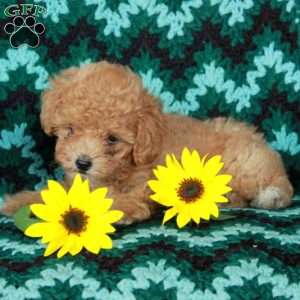 Sunflower, Toy Poodle Puppy