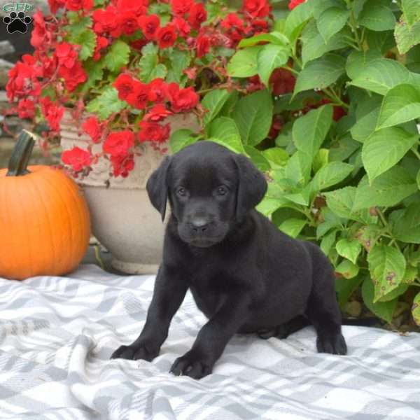 Sunny, Black Labrador Retriever Puppy