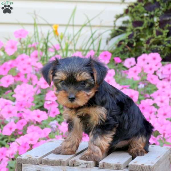 Sunny, Yorkie Puppy
