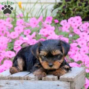 Sunny, Yorkie Puppy