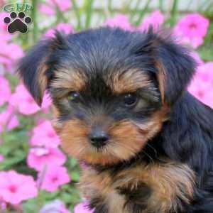 Sunny, Yorkie Puppy