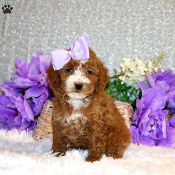 Sunny, Miniature Poodle Puppy