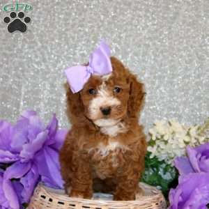 Sunny, Miniature Poodle Puppy