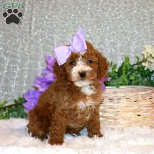 Sunny, Miniature Poodle Puppy