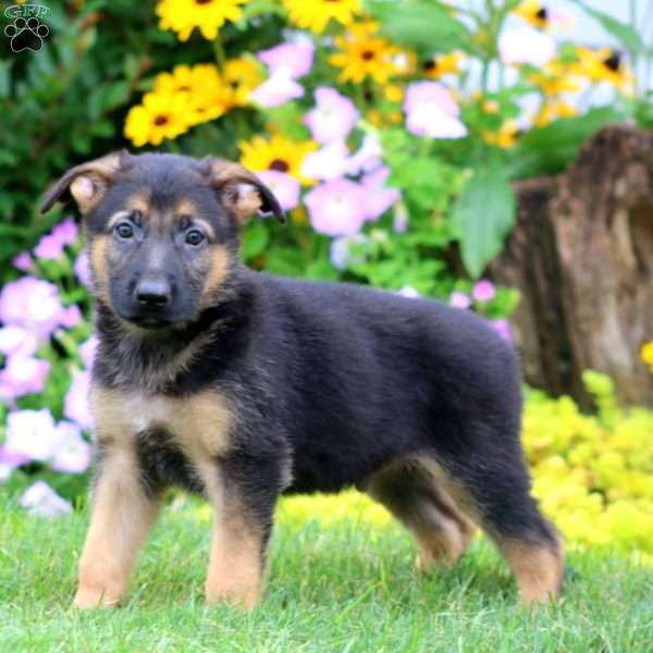 Sunny, German Shepherd Puppy