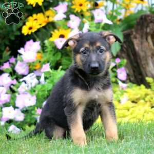 Sunny, German Shepherd Puppy