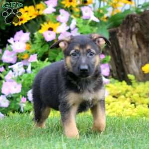 Sunny, German Shepherd Puppy