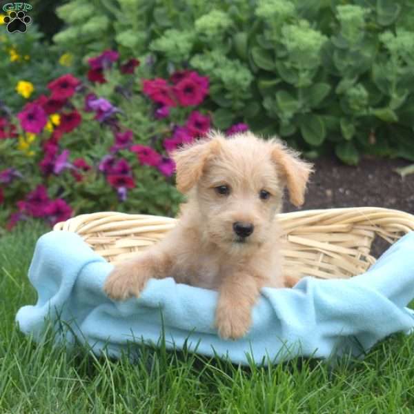Surf, Miniature Schnauzer Mix Puppy