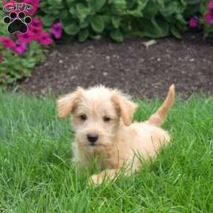 Surf, Miniature Schnauzer Mix Puppy