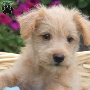 Surf, Miniature Schnauzer Mix Puppy