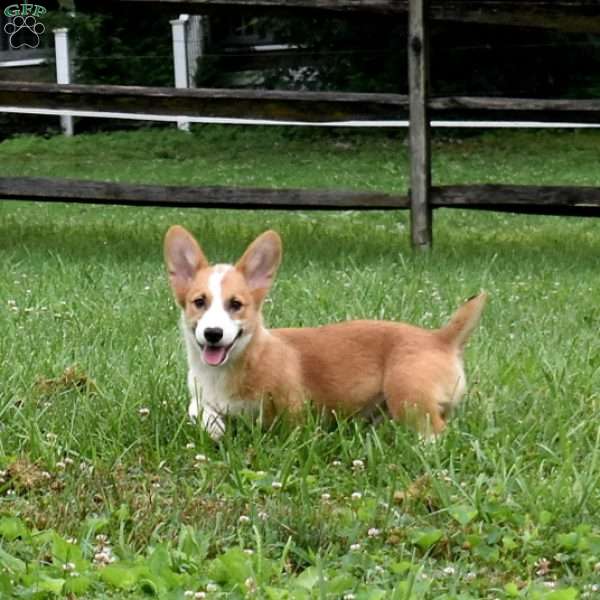 Surge, Pembroke Welsh Corgi Puppy