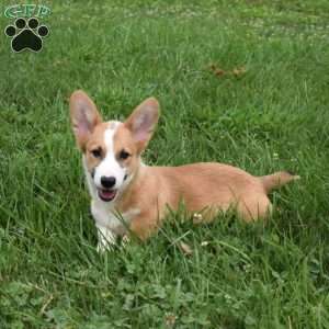 Surge, Pembroke Welsh Corgi Puppy