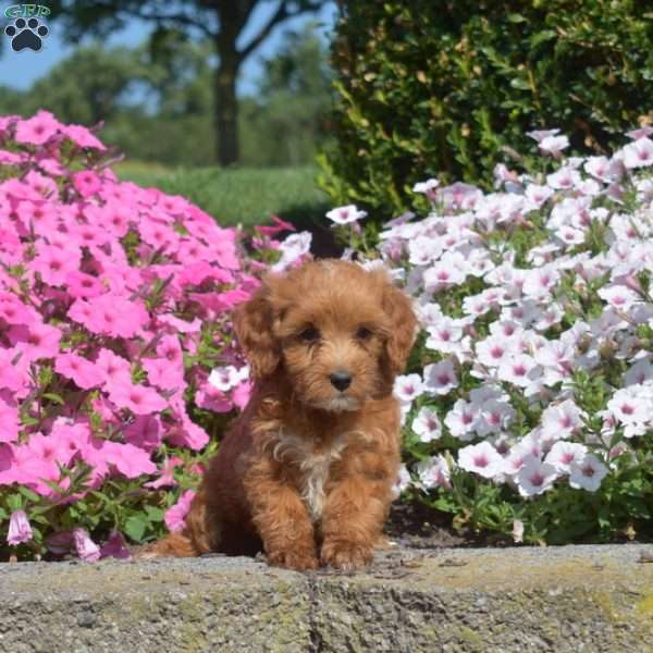 Suzy, Mini Goldendoodle Puppy