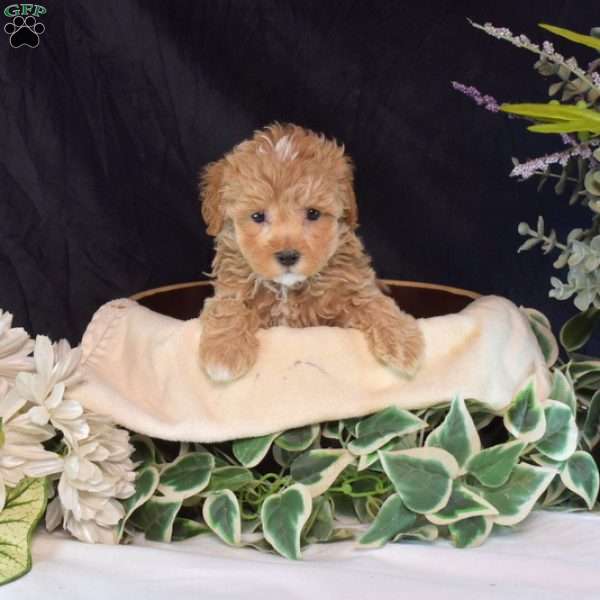 Suzy, Maltipoo Puppy
