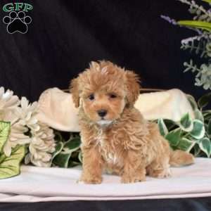 Suzy, Maltipoo Puppy