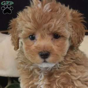 Suzy, Maltipoo Puppy