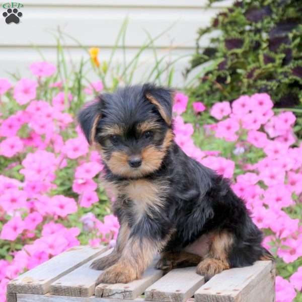 Sweetie, Yorkie Puppy