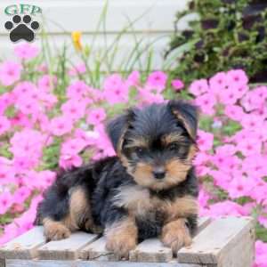 Sweetie, Yorkie Puppy