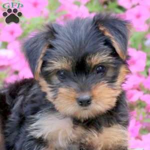Sweetie, Yorkie Puppy