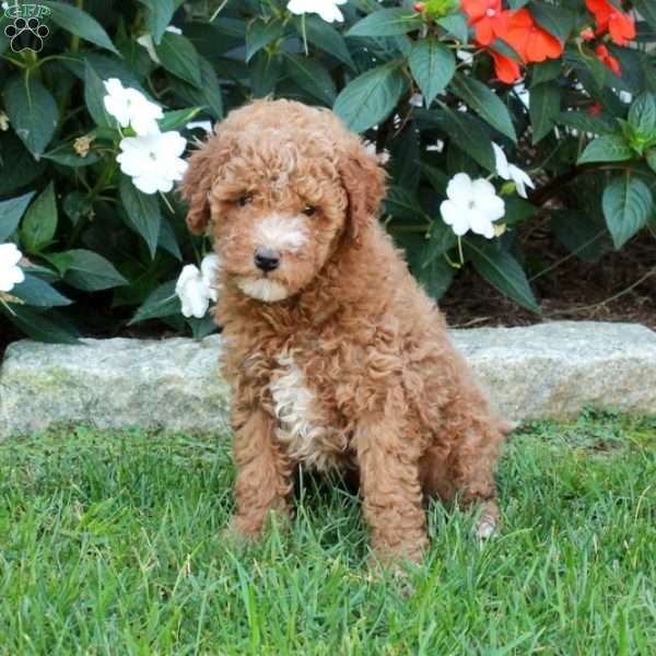 Tabbie, Mini Goldendoodle Puppy