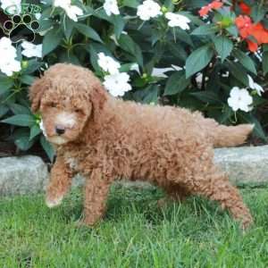 Tabbie, Mini Goldendoodle Puppy