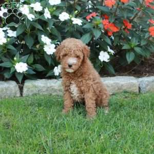 Tabbie, Mini Goldendoodle Puppy