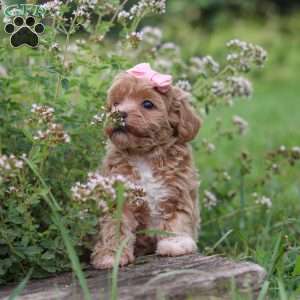 Tabby, Havapoo Puppy