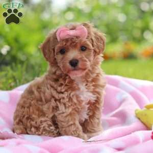 Tabby, Havapoo Puppy
