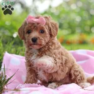 Tabby, Havapoo Puppy