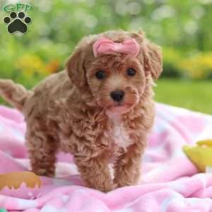 Tabby, Havapoo Puppy